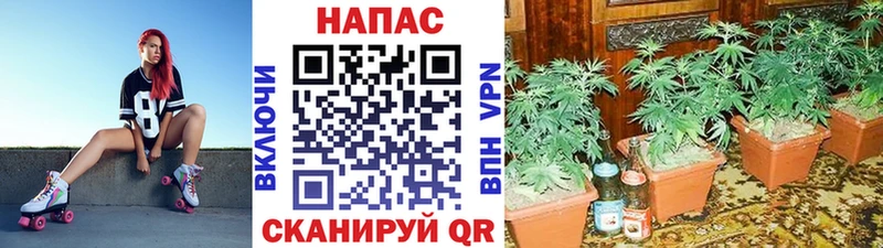 Бошки Шишки SATIVA & INDICA  продажа наркотиков  Новохопёрск 